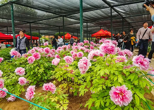Blooming Peonies at Lanzhou Botanical Garden