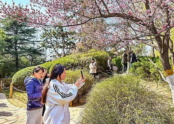 Cherry Blossoms at White Pagoda Park