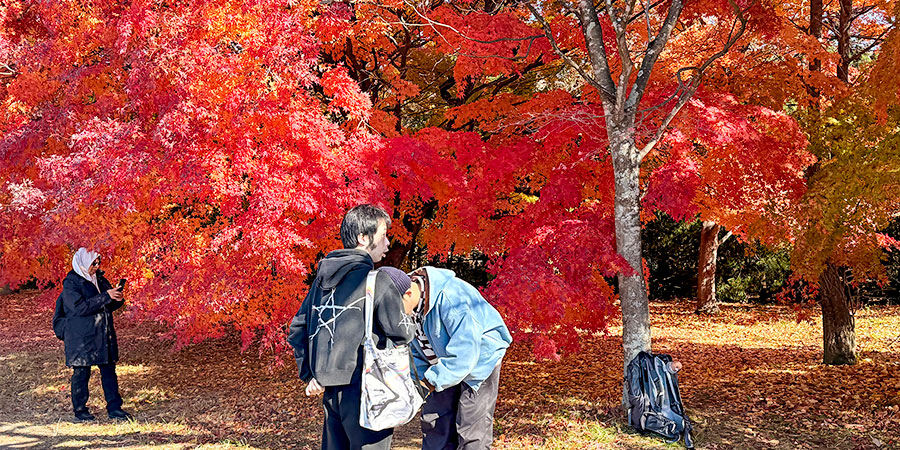 Autumn Leaves in Chengdu