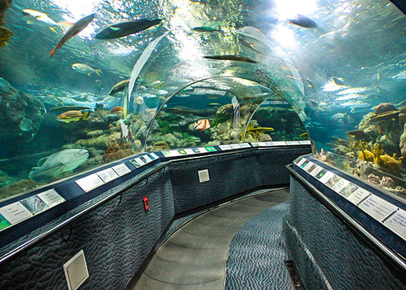 Ocean Aquarium, – With Types & 15,000 Creatures