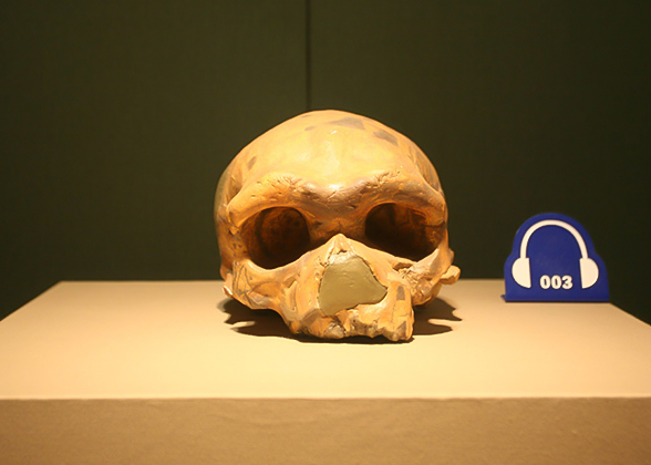 Skull of People in Prehistoric Times