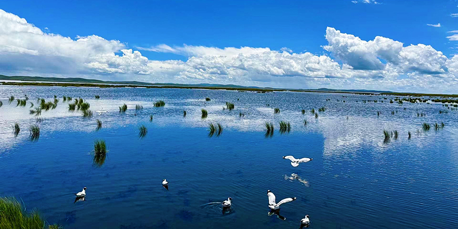 Flower Lake