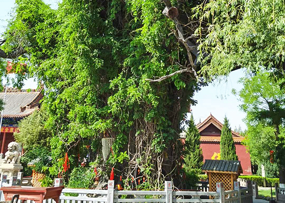 Great Scholar Tree of Hongtong County