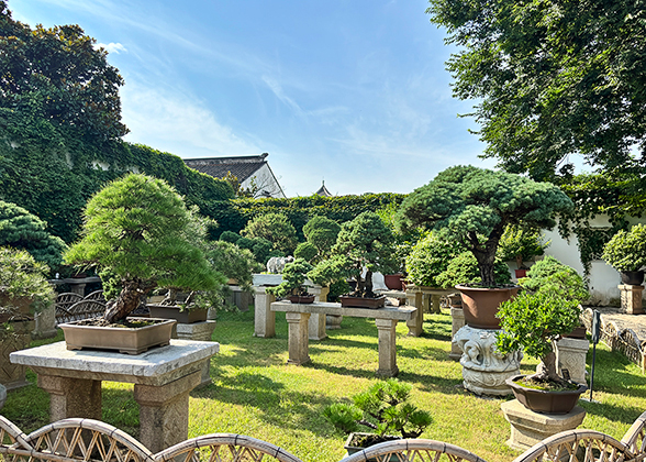 Bonsais in Humble Administrator's Garden