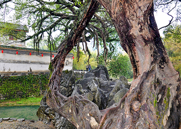 Big Banyan Tree