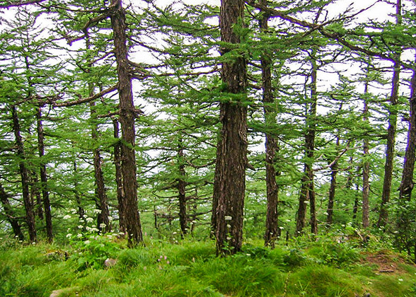 Forest along Jingxi Ancient Road