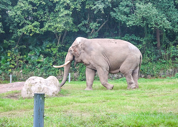 Elephant in Badaling Wildlife Park