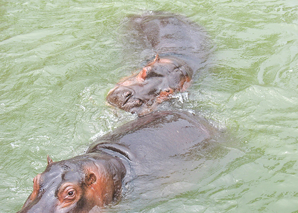 Hippos in Badaling Wildlife Park