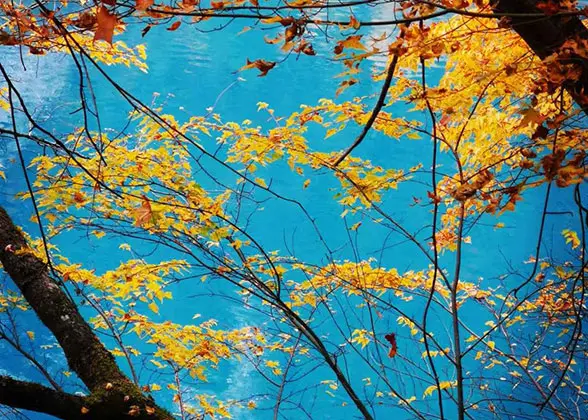 Yellow Leaves and Blue Lake of Jiuzhaigou