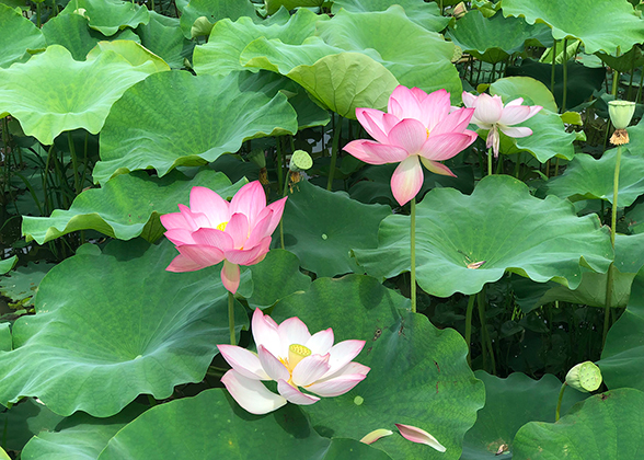 Lotus Pool Park, Beijing