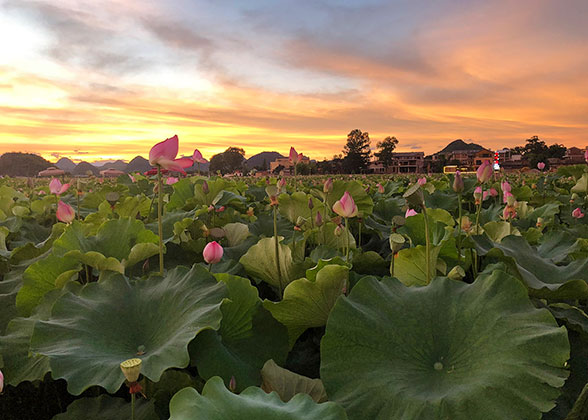 Lotus Flowers of Puzhehei