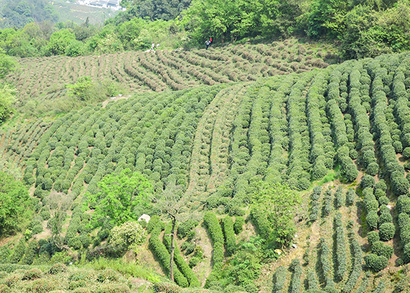 Meijiawu Tea Plantation, Village of Longjing Tea, Hangzhou