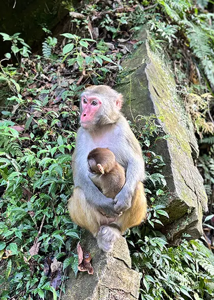 Monkeys at Golden Whip Stream