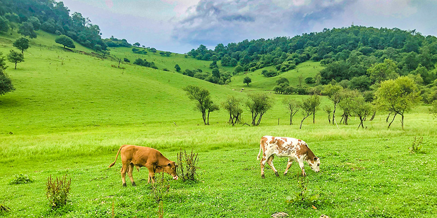 Nanbao Pasture