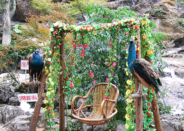 Peacocks in Guilin Zoo