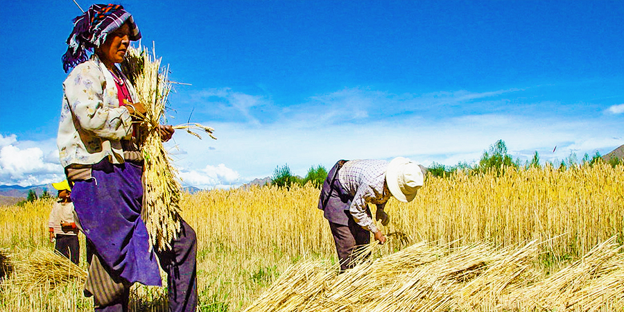 Barley Harvest, Gyangtse