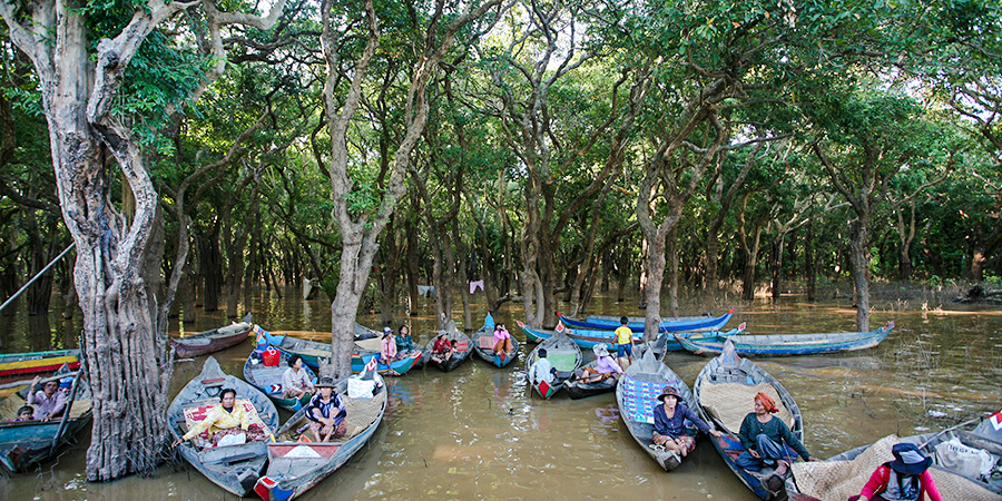 Forest on Tonle Sap Lake