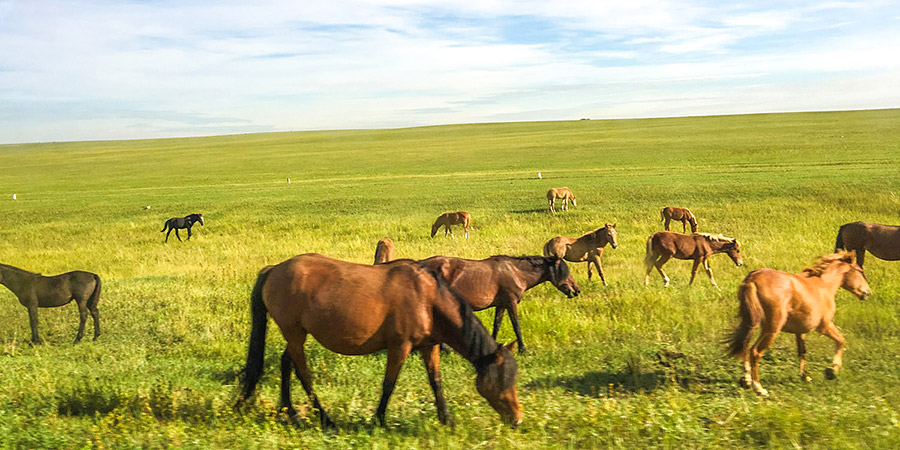 Bashang Grassland