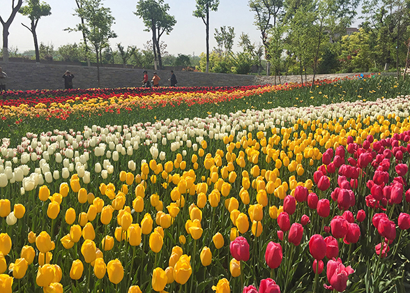 Tulip in World Flower Garden