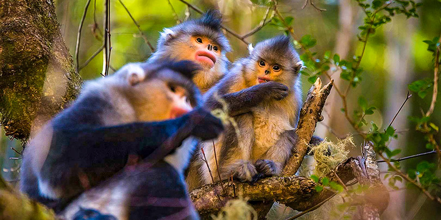 Golden Monkeys in Laojun Mountain