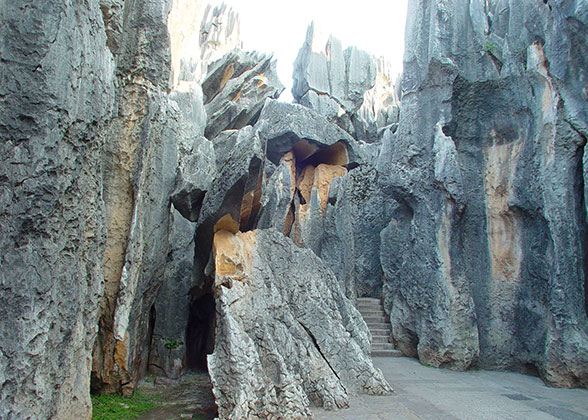 Stone Forest