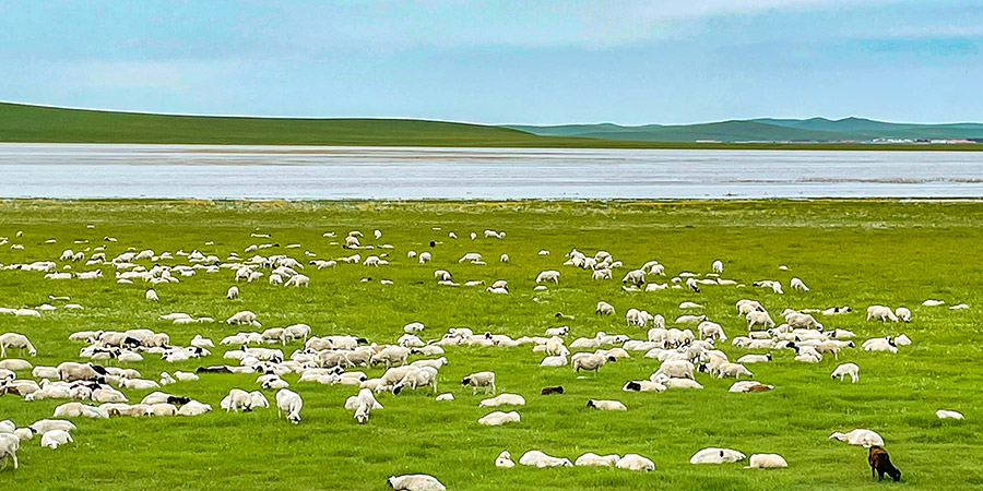 Zhangbei Bashang Grassland