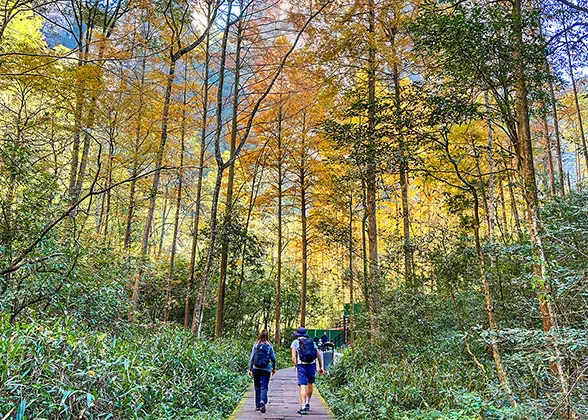 Forest Trail