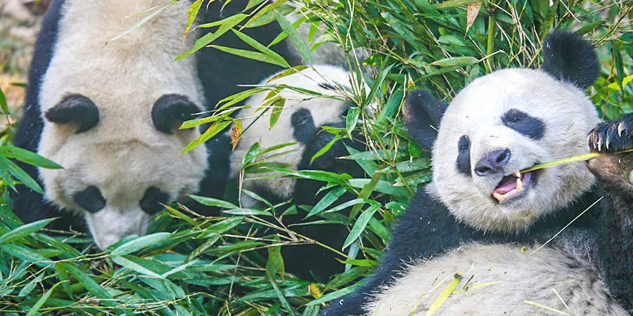 Pandas at Chengdu Zoo