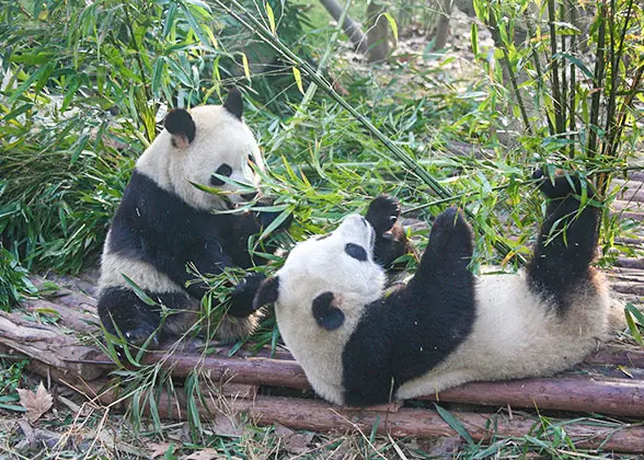 Pandas at Chengdu Zoo