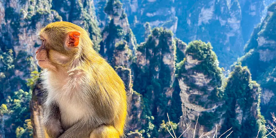 Monkey in Yangjiajie