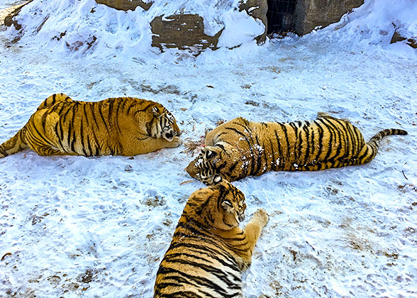 Siberian Tiger Park