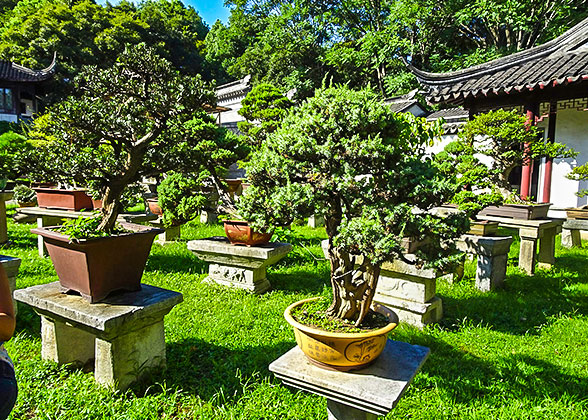 Bonsais in Wanjing Villa, Tiger Hill