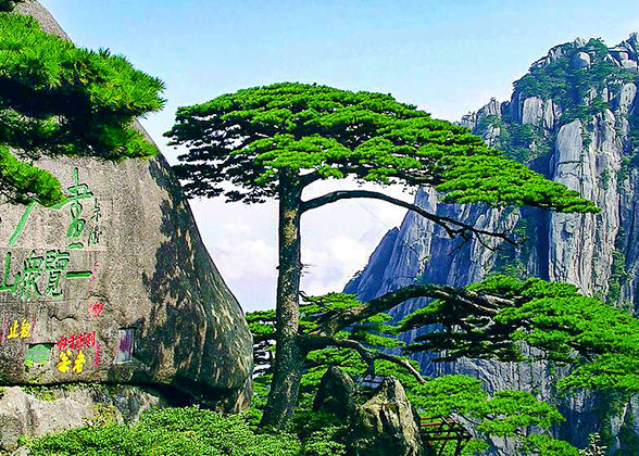 Guest-greeting Pine on Huangshan