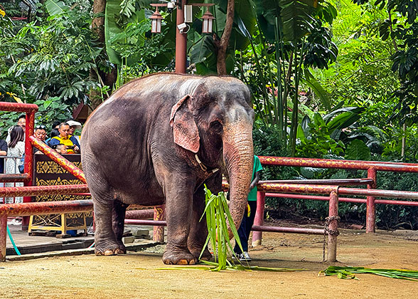 Active Elephants in February Active Elephants in February