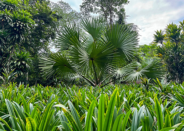 Lush Tropical Plants in January Lush Tropical Plants in January